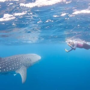 Swim with Whale Sharks